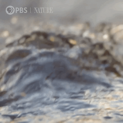 Pbs Nature Water GIF by Nature on PBS