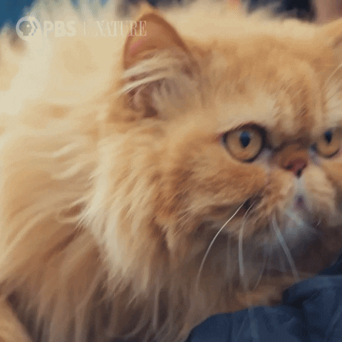 Grumpy Cat GIF by Nature on PBS