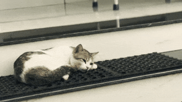 Cat Nyd GIF