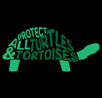 Tortoise Turtle Love GIF by World Turtle Day