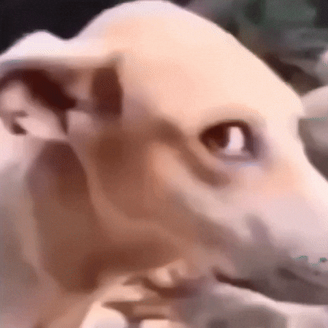 Dogfunny GIF