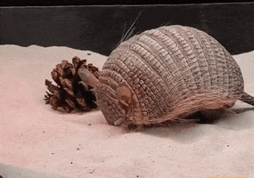 Cute Animals Digging GIF by Brookfield Zoo