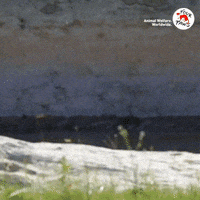 Tiger Hello GIF by VIER PFOTEN