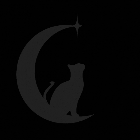 Cats Whitecat GIF
