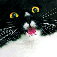 Pixilart - funny cat gif by IMMbellart