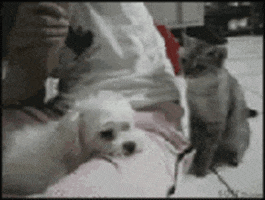 cat and dog lol GIF