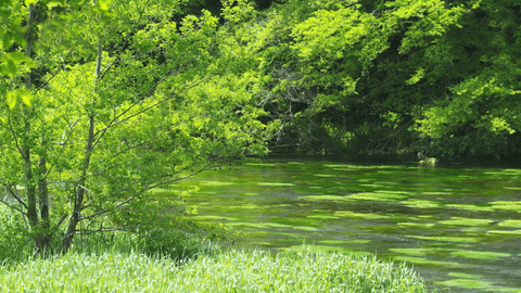 자연, 강, 강물