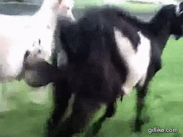 https://media3.giphy.com/media/Ca2YzMnzHtDSE/giphy.gif?cid=790b76115ef66cff8bdb991e15a74f45613a1d5eae803242&amp;rid=giphy.gif&amp;ct=g