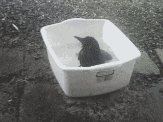 bath