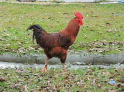 rooster-challanged meme gif