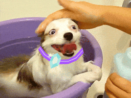 Dog GIF