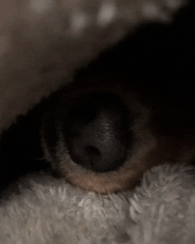Bite Eating GIF