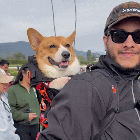 Corgi Cute Dog GIF