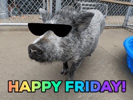 Friday Pig GIF by Nebraska Humane Society