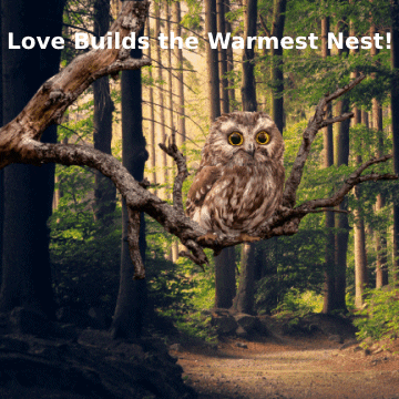 Forest Owls GIF