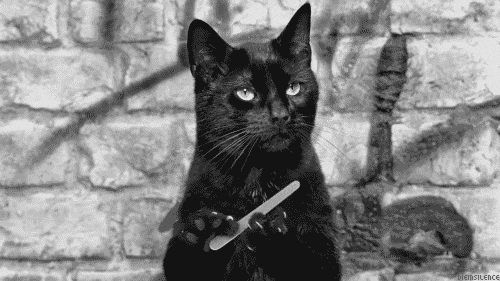 Black And White Cat GIF - Find & Share on GIPHY