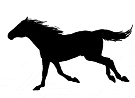 Horse Mp GIF by Haras Misk