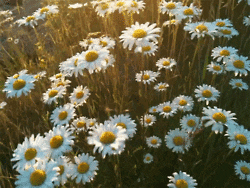 chamomile in the sun