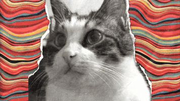 Cute Cat GIF by Furrend