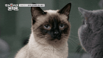 캣츠아이콘택트 GIF