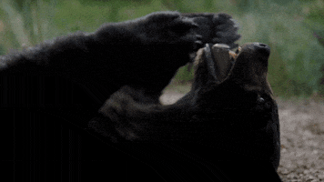 Hungry Black Bear GIF by Cocaine Bear