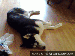 husky