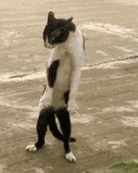 excited dancing cat