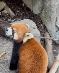 red panda gif