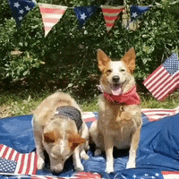 Independence Day Dogs GIF by Storyful