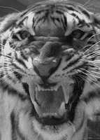 black and white tiger GIF
