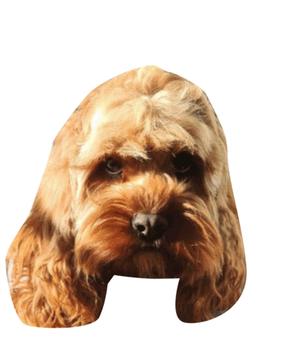Fotako Photography Sticker