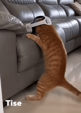 Cat Te Doy GIF by Lucas