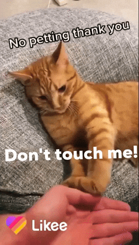 Cats Dont Touch Me GIF by Likee US
