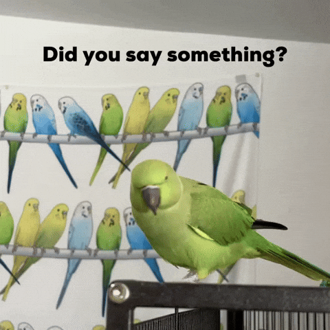 Parrot Parakeet GIF