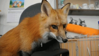Animals Gifs Primo Gif Latest Animated Gifs