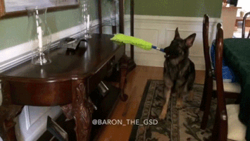 cleaning GIF