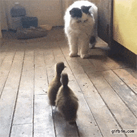 cat ducklings GIF
