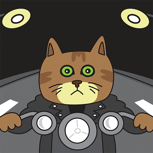 Cats Motorcycle GIF by joeyahlbum