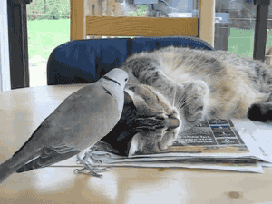 giphy.gif