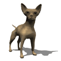 chihuahua
