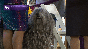 Long Hair Dogs GIF by Westminster Kennel Club