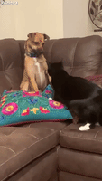 Paw GIFs - Get the best GIF on GIPHY