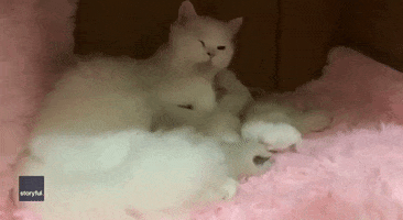 International Cat Day Cats GIF by Storyful