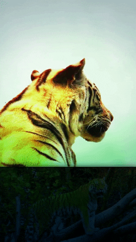 LifeSigner video tiger videoedit GIF