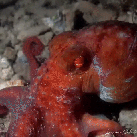 GIF by OctoNation® The Largest Octopus Fan Club!