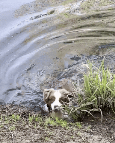 Chien GIF