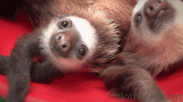 Sloth Bucket GIF