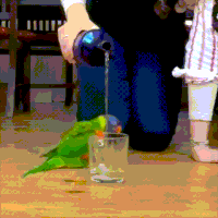 happy parrot GIF