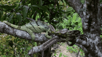 Parsons Chameleon GIF