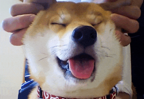 Featured image of post Shiba Inu Dog Dancing Gif Search discover and share your favorite shiba inu dancing gifs